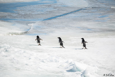 Adelie Penguins, Antarctic Sound  18