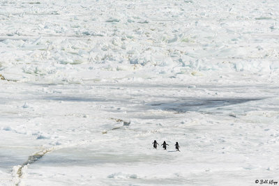 Adelie Penguins, Antarctic Sound  19