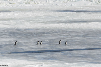 Adelie Penguins, Antarctic Sound  20