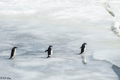Adelie Penguins, Antarctic Sound  21