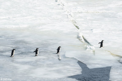 Adelie Penguins, Antarctic Sound  22