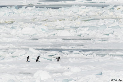 Adelie Penguins, Antarctic Sound  23