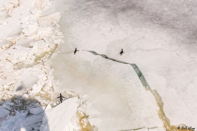 Adelie Penguins, Antarctic Sound  24