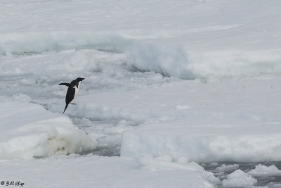 Adelie Penguins, Antarctic Sound  25