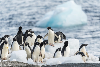 Adelie Penguins, Brown Bluff   11