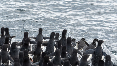 Adelie Penguins, Brown Bluff   12