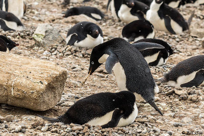 Adelie Penguins, Brown Bluff   15