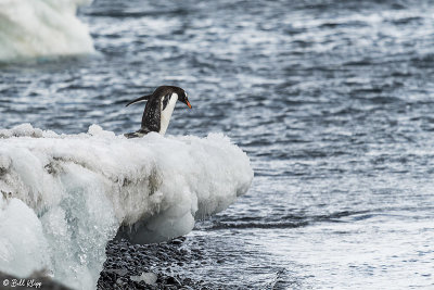 Gentoo Penguins,  Brown Bluff    10