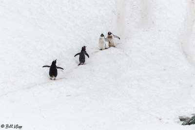 Gentoo Penguins, Cuverville Island  6