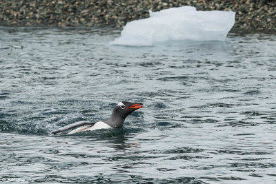 Gentoo Penguins, Cuverville Island  7