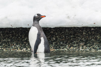 Gentoo Penguins, Cuverville Island  8