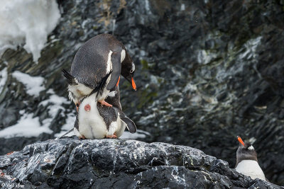 Gentoo Penguins, Cuverville Island  9