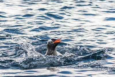 Gentoo Penguins, Danco Island  12