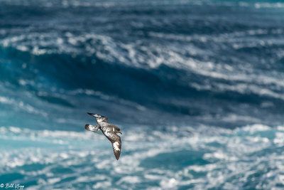 Cape Petrel, Drake Passage  2