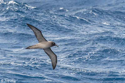 Grey Headed Albatross, Drakes Passage  1