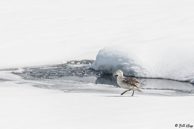 Giant Petrel, Enterprise Islands  1