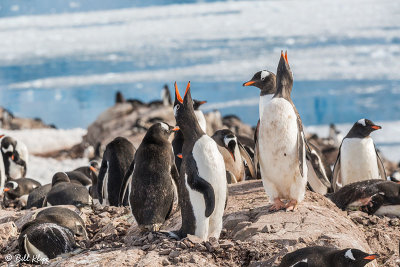 Gentoo Penguins, Neko Harbor  7