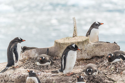 Gentoo Penguins, Neko Harbor  9