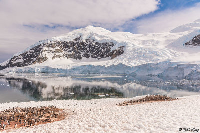 Glacial Calving & Tsunami, Neko Harbor  22