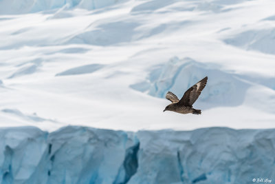 Brown Skua  2