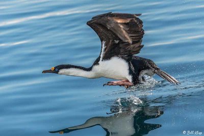 Blue Eyed Shag, Paradise Harbour  4