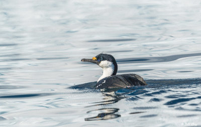 Blue Eyed Shag, Paradise Harbour  7