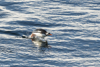 Gentoo Penguin, Wilhelmina Bay  5