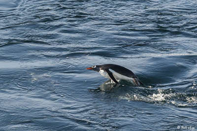 Gentoo Penguin, Wilhelmina Bay  6