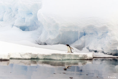 Gentoo Penguin, Wilhelmina Bay  7