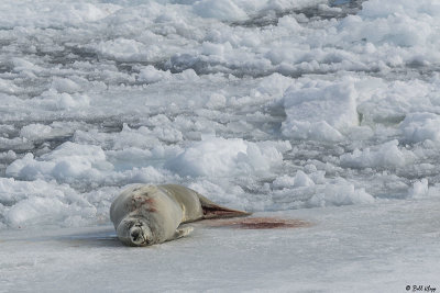 Crab Eater Seal, Antarctic Sound  1