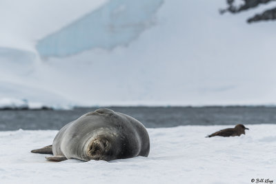 Weddell Seal, Cuverville Island  2