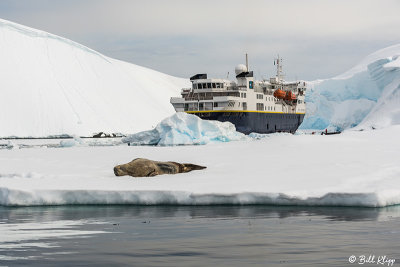 Weddell Seal, Enterprise Islands  1