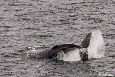 Humpback Whale, Gerlache Straits  1