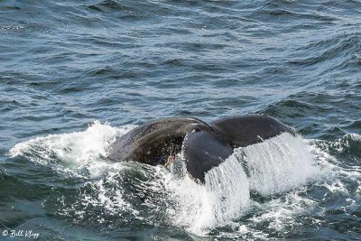 Humpback Whale, Gerlache Straits  2