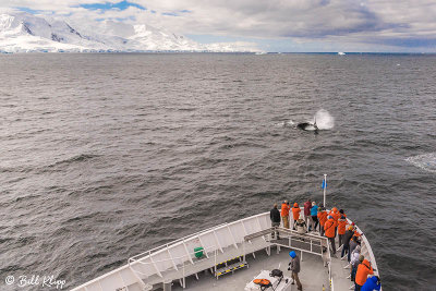 Humpback Whale, Gerlache Straits  3