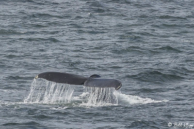 Humpback Whale, Gerlache Straits  4