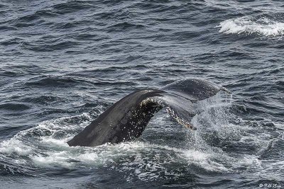 Humpback Whale, Gerlache Straits  5