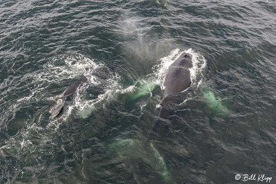 Humpback Whales, Gerlache Straits  6