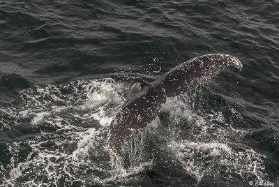 Humpback Whale, Gerlache Straits  7