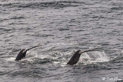 Humpback Whales, Gerlache Straits  8