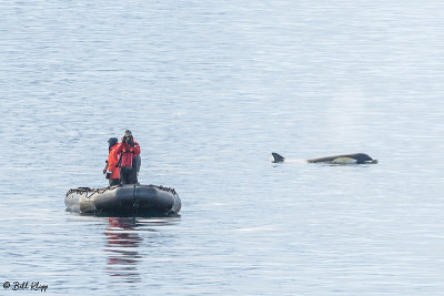 Killer Whales, Gerlache Straits  1