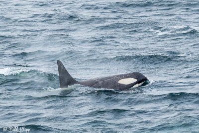 Killer Whales, Gerlache Straits  2