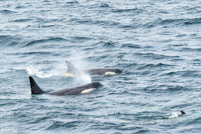 Killer Whales, Gerlache Straits  3