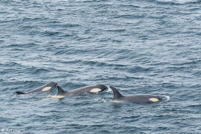 Killer Whales, Gerlache Straits  4