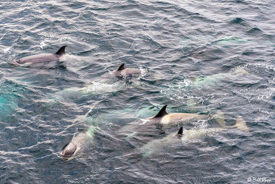 Killer Whales, Gerlache Straits  5