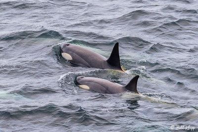 Killer Whales, Gerlache Straits  6