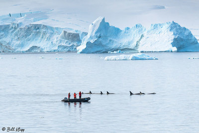 Killer Whales, Gerlache Straits  6