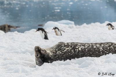 Weddell Seal, Neko Harbour  2