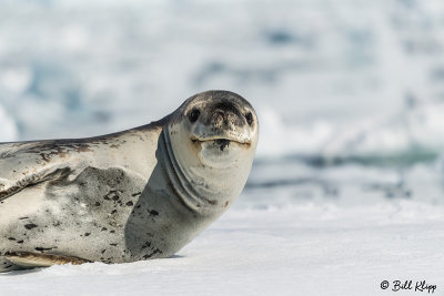 Leopard Seal, Paradise Harbour  1