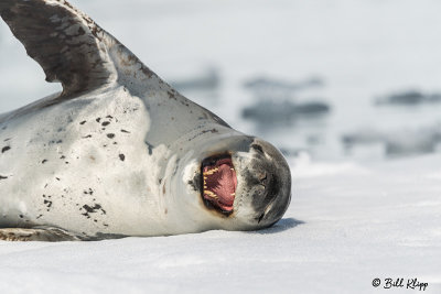 Leopard Seal, Paradise Harbour  2